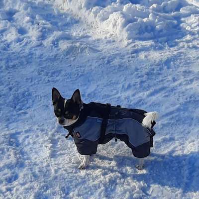 Die Dogorama Wochen Challenge-Beitrag-Bild