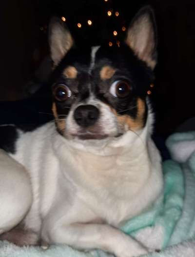 Club der Rumänen (Alle Hunde aus dem rumänischen Tierschutz, wo seid Ihr?)-Beitrag-Bild