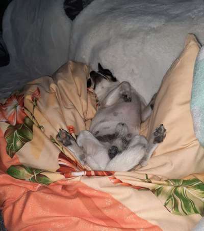 Die Dogorama Wochen Challenge-Beitrag-Bild