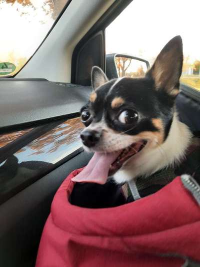 Fotochallenge Nr. 59 - Mein Hund zeigt die Zunge-Beitrag-Bild