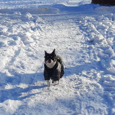 Die Dogorama Kalender Challenge Teil 2/4-Beitrag-Bild