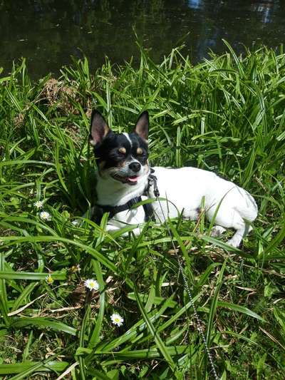 Die Dogorama Monats Challenge "Es grünt und blüht"-Beitrag-Bild