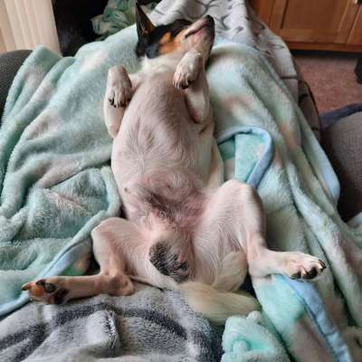 Wo sind die Chihuahua Besitzer ?-Beitrag-Bild