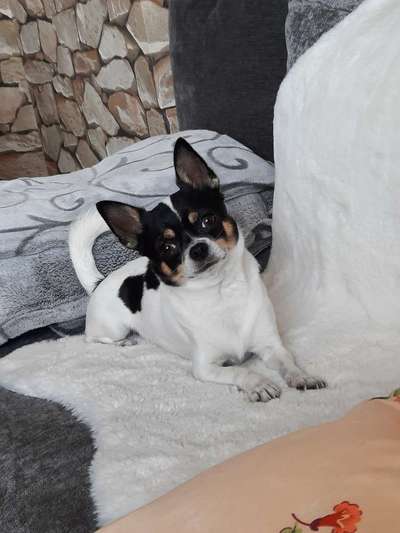 Fotochallange Nr. 57     PORTRÄT.   Beendet!!!!!!!!-Beitrag-Bild