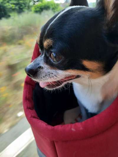 Challenge 41 - Mein Hund im Urlaub-Beitrag-Bild