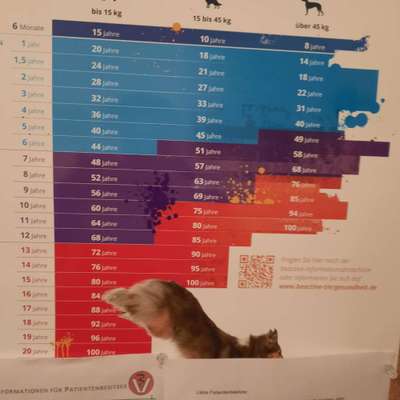 euer ältester Hund ?-Beitrag-Bild