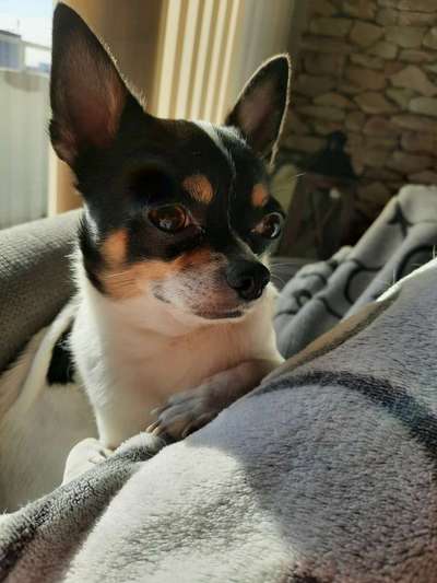 Die besten Hundeblicke 🐾❤️-Beitrag-Bild