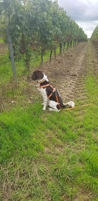 Kleiner Münsterländer!-Beitrag-Bild