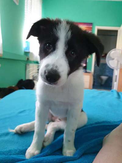 Welpen Bilder !-Beitrag-Bild