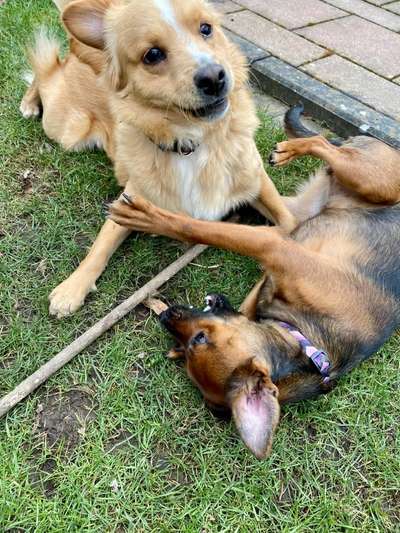 Bester Freund, Hundekumpel - zeigt her!-Beitrag-Bild