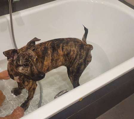 Mischlingshunde Foto Aufruf-Beitrag-Bild