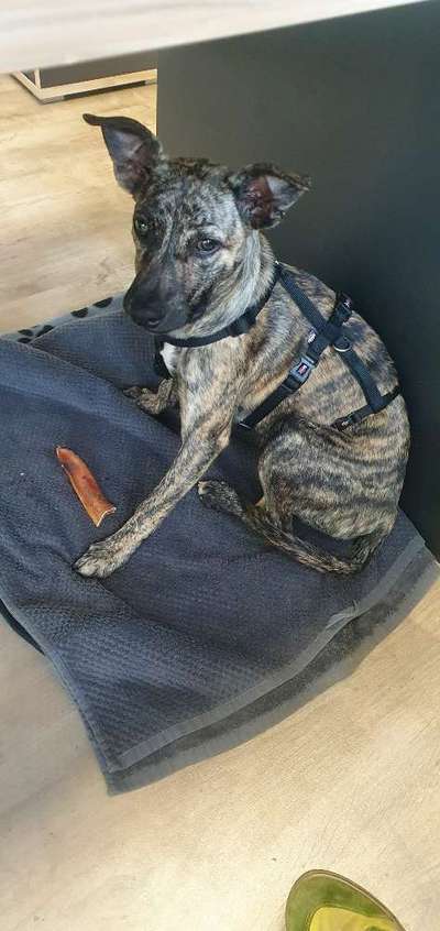 Hund aus dem Spanischen Tierschutz-Beitrag-Bild