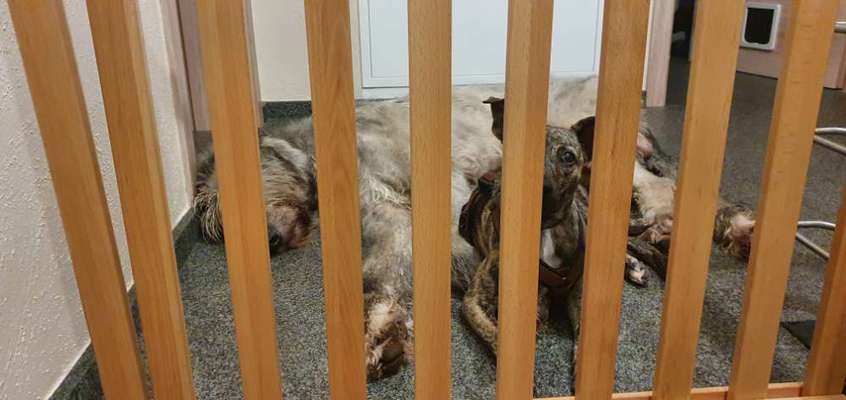 Irische Wolfshunde Hilfe-Tipps-Tricks-Beitrag-Bild