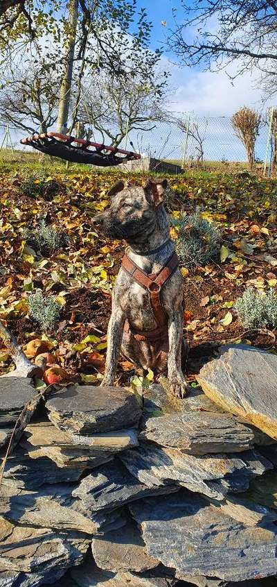 Hund aus dem Spanischen Tierschutz-Beitrag-Bild