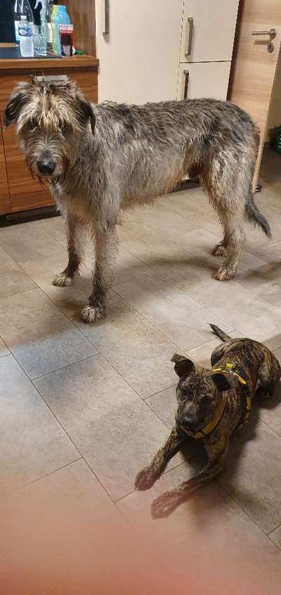 Irischer Wolfshund-Beitrag-Bild