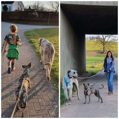 Irischer Wolfshund-Beitrag-Bild