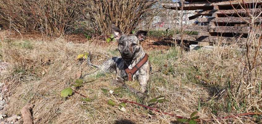 Bardino-Beitrag-Bild