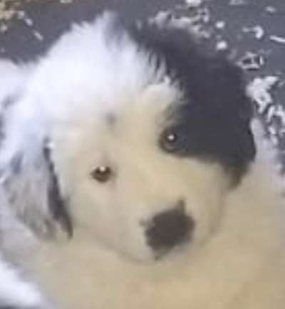 Welpen Bilder !-Beitrag-Bild