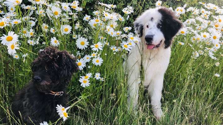 Die Dogorama Monats Challenge "Es grünt und blüht"-Beitrag-Bild