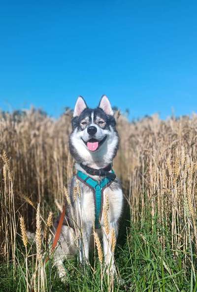 Hundetreffen-Gassi-Treff ohne spielen-Bild