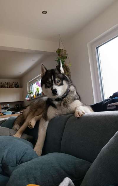 149. Foto Challenge: Wer ist hier der Boss!-Beitrag-Bild