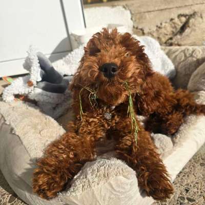 Hundetreffen-Social walk-Bild