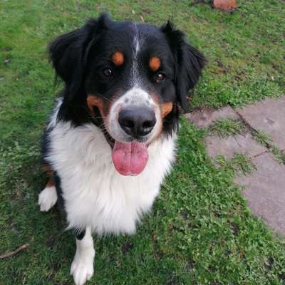 Hundetreffen-Großaitingen/smü Spielkameraden gesucht