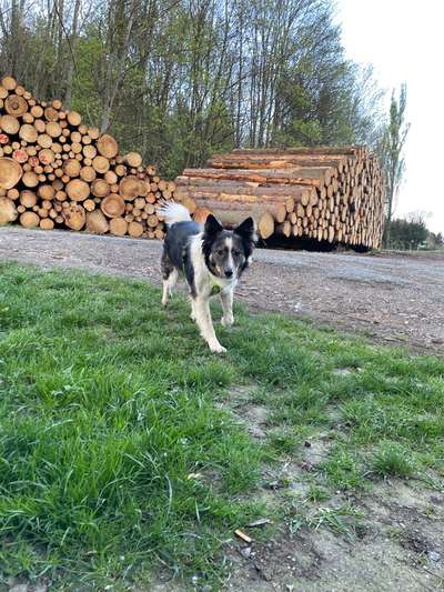 Challenge – Gassi & Clean-Beitrag-Bild