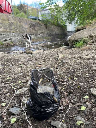 Challenge – Gassi & Clean-Beitrag-Bild