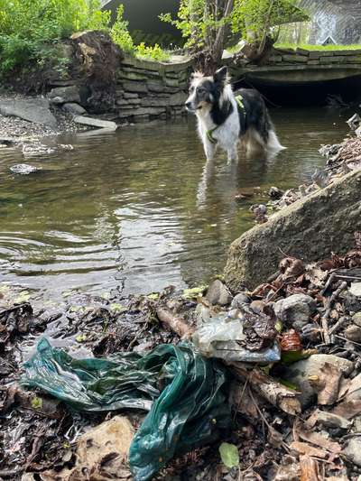 Challenge – Gassi & Clean-Beitrag-Bild