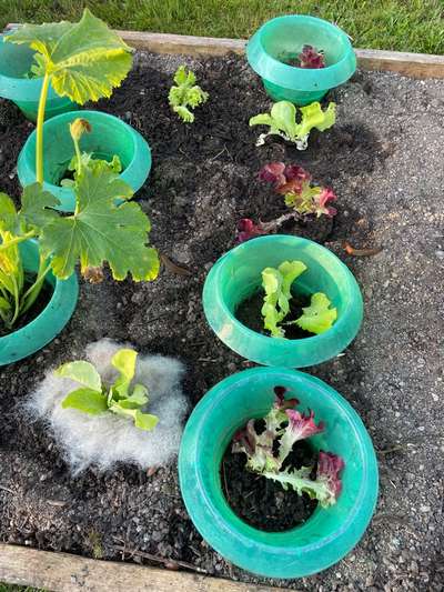 Was macht Ihr gegen Schnecken im Garten?-Beitrag-Bild