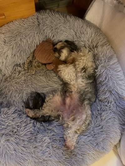 Fotochallenge Nr. 47 - Zeigt die Zähne-Beitrag-Bild