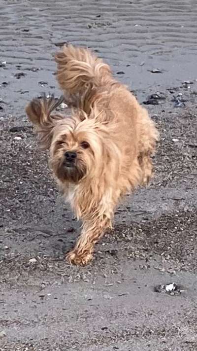 Zeigt eure verrücktesten Hundebilder-Beitrag-Bild