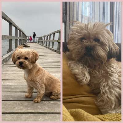 Mischlingshunde Foto Aufruf-Beitrag-Bild