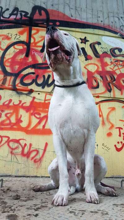 Dogo Argentino Freunde-Beitrag-Bild