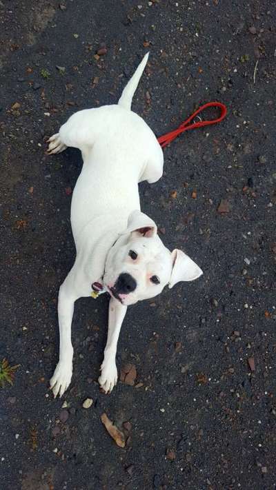 Dogo Argentino Freunde-Beitrag-Bild