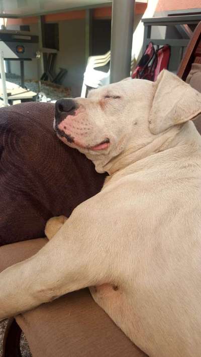 Dogo Argentino Freunde-Beitrag-Bild