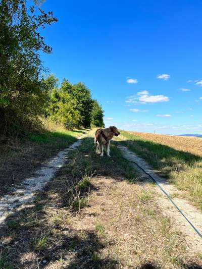 Hundetreffen-Spaziergang, Training……-Bild