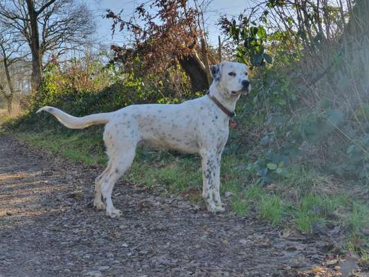 Mischlinge raten - Rätselspaß-Beitrag-Bild