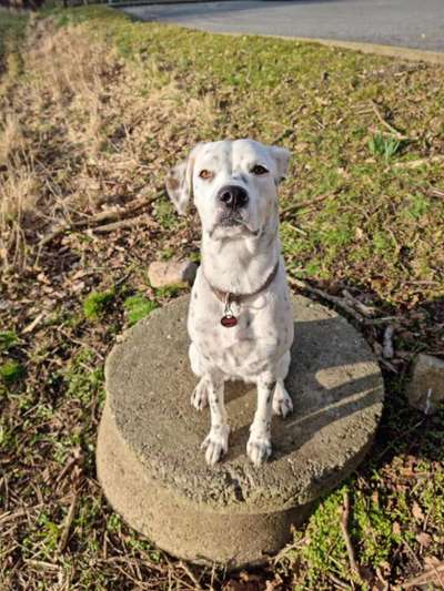 Mischlinge raten - Rätselspaß-Beitrag-Bild