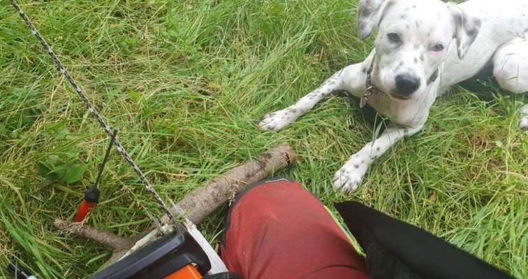 Waldbaden – Shinrin Yoku – mit dem Hund, bzw. für den Hund-Beitrag-Bild