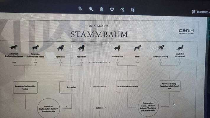 Mischlinge raten - Rätselspaß-Beitrag-Bild