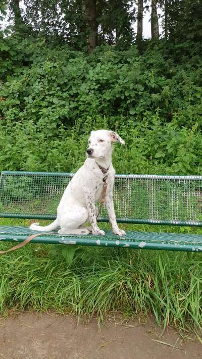 Mischlingshunde Foto Aufruf-Beitrag-Bild