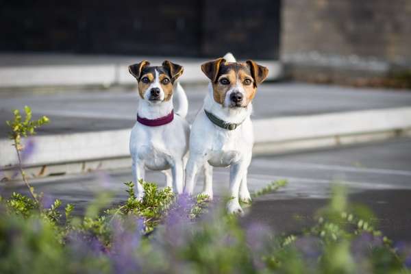 Hundetreffen-Gassi gehen / Social Walk-Bild