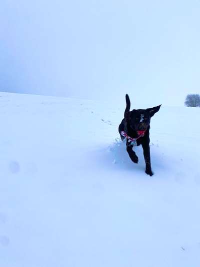 Dogorama Photo Challenge - Winterstimmung-Beitrag-Bild