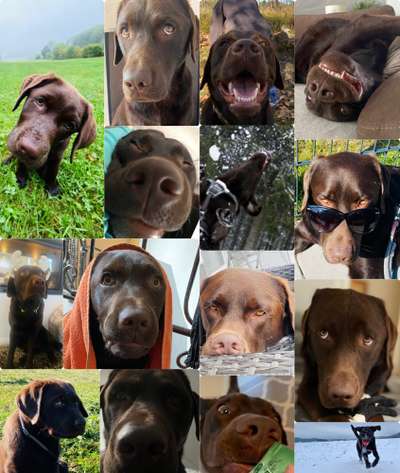 20. Collagen Challenge - "Lustige Schnappschüsse"-Beitrag-Bild