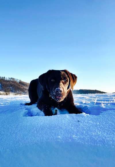 Dogorama Photo Challenge - Es wird nochmal kalt!-Beitrag-Bild