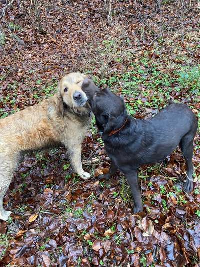 Bester Freund, Hundekumpel - zeigt her!-Beitrag-Bild