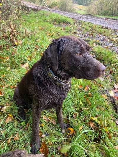 FOTOCHALLENGE 72 - Glücklicher Hund im Schmuddel-Look-Beitrag-Bild