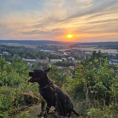 Hundetreffen-Gassi und spielen-Bild